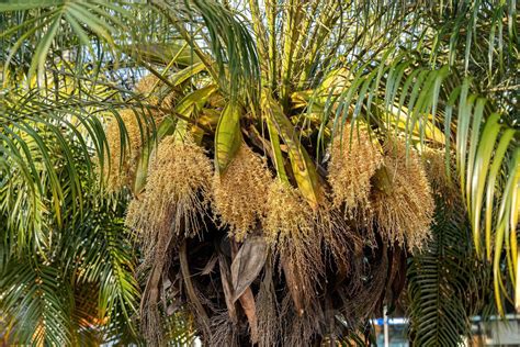 Pygmy Date Palm 13071219 Stock Photo At Vecteezy