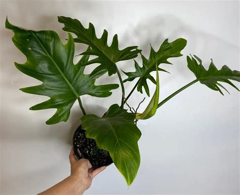 Philodendron Elegans Care Prices And Where To Buy It Homes Pursuit