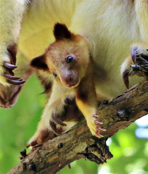 Tree Kangaroo Joey