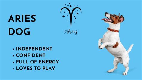 Dog Astrology Decode Your Dogs Personality By Zodiac Sign