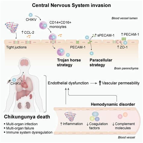 Pathophysiology Of Chikungunya Virus Infection Associated With Fatal