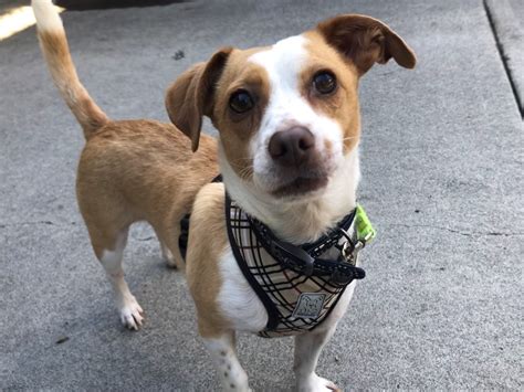 Adoptable dogs louisville ky need homes after shelter overflow 36