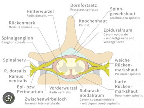 Altklausuren Anatomie Karteikarten Quizlet