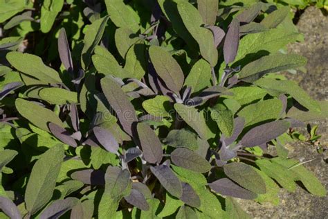 Salvia Officinalis With Fresh Leaves In Early Summer Stock Image