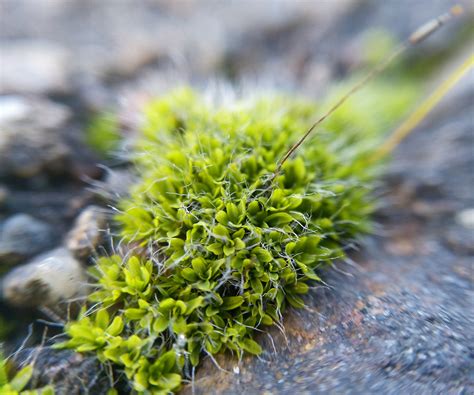 Wall Screw Moss Bryophyta Mosses Of Vancouver Island INaturalist