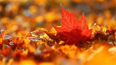 Autumn Wallpaper Backgrounds Free 4K for Desktop and Laptop