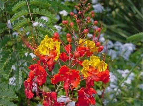 Master Gardener Pride Of Barbados Plant Deemed A Texas Superstar