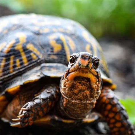 La Tortuga Aventurera y la Sabiduría del Bosque Cuentos para niños