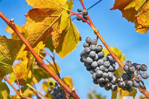 Vins Biologiques Les Op Rations Fermentaires De La Vinification