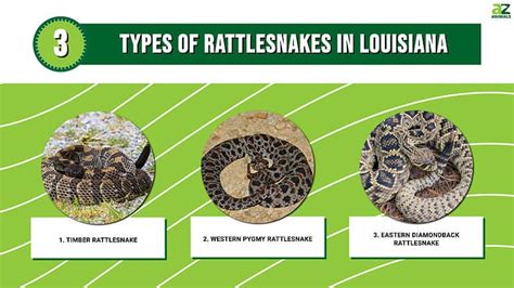 Discover The 3 Types Of Rattlesnakes In Louisiana A Z Animals