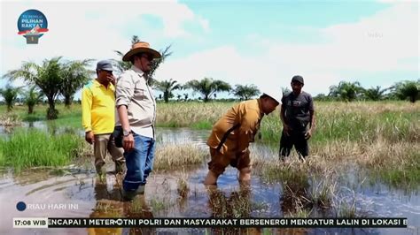 Ribuan Hektar Lahan Pertanian Di Inhil Gagal Tanam Akibat Lahan