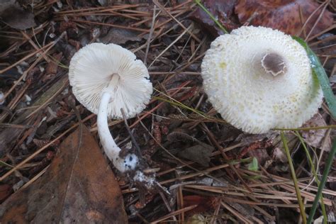 Faltenschirmlinge Leucocoprinus Picture Mushroom