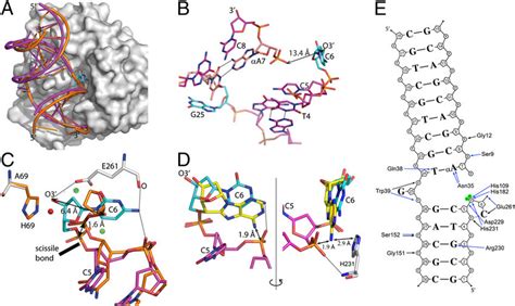 Crystal structure of Nfo:αdA•T-DNA complex. (A) Superposition of the ...