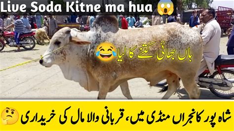 Shahpur Kanjra Bakra Mandi Lahore 2023 Qurbani Wala Mall 2023 Ha