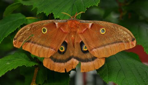 Polyphemus Moth Antheraea Polyphemus Facts And Pictures