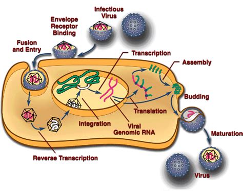 The Life Cycle of a Retrovirus: HIV – Moosmosis