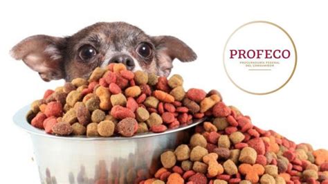 Cuáles son las mejores croquetas económicas para perros Profeco da la