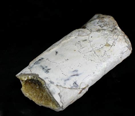 Large Crystal Filled Baculites Fossil - South Dakota (#22799) For Sale ...