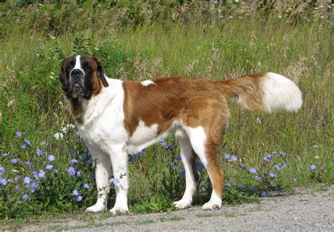 Pets Grass Domestic Animals Walk Saint Bernard Standing Bernard