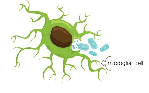 The Other Brain Cells