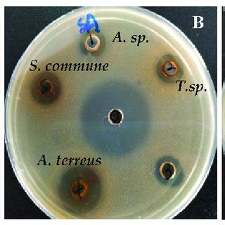 Antimicrobial Activity Of Fungal Endophytes From V Anthelmintica