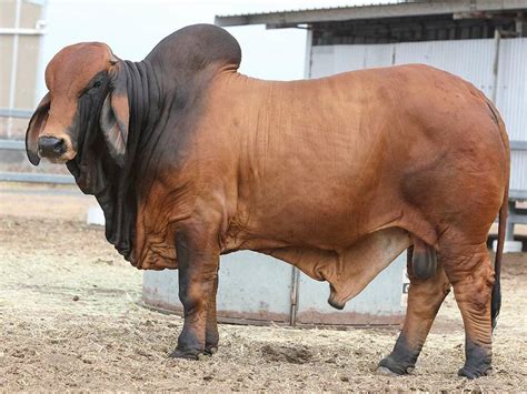 Past Sale Success Gipsy Plains Brahmans