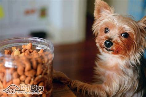 Best Dog Food For Yorkies: Really Right For Your Fur Baby!