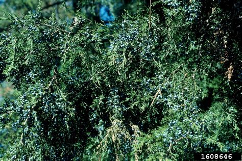 eastern redcedar (Juniperus virginiana)