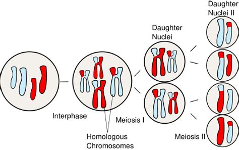 7 5 Sexual Reproduction Meiosis And Gametogenesis Biology Libretexts