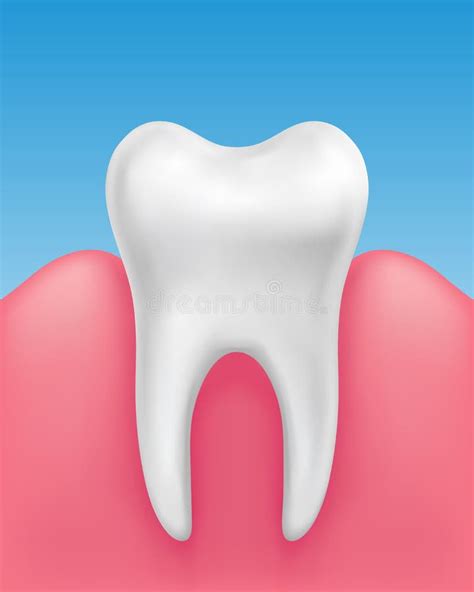 Single Tooth Stock Illustration Illustration Of Healthy 35915673