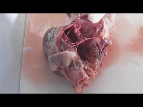 Tp Dissection Du Coeur De Mammif Re Youtube