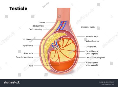 Testicle Anatomy Structures Testicles Male Reproductive Stock Vector