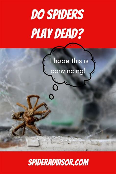 Do Spiders Play Dead The Absolute Answer Spider Advisor