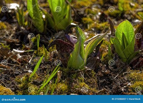 Eastern Skunk Cabbage Symplocarpus Foetidus Stock Image Image Of