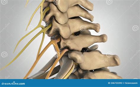 Lumbar Spine with Nerves stock illustration. Illustration of anatomical ...