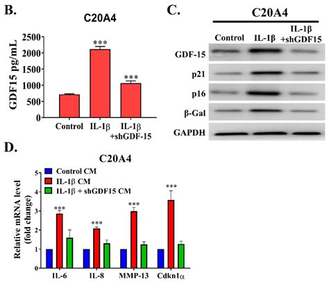 IJMS Free Full Text Role Of GDF15 MAPK14 Axis In Chondrocyte