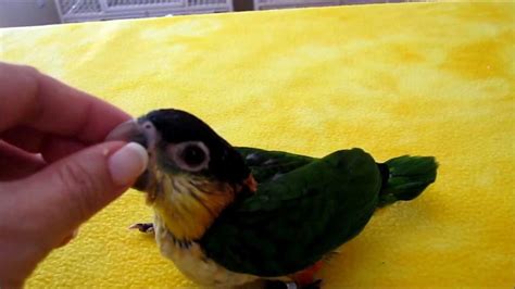 Baby Black Headed Caique Parrots Youtube