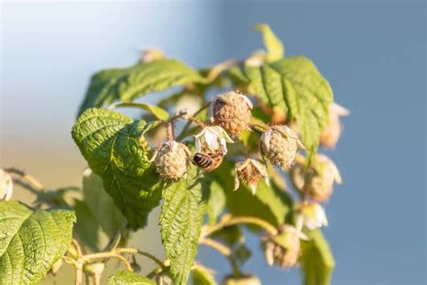 C Mo Las Abejas Recolectan Y Transportan El N Ctar Una Gu A Completa