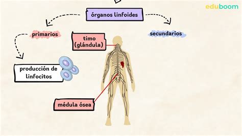 El sistema linfático. Biologia 3 secundaria