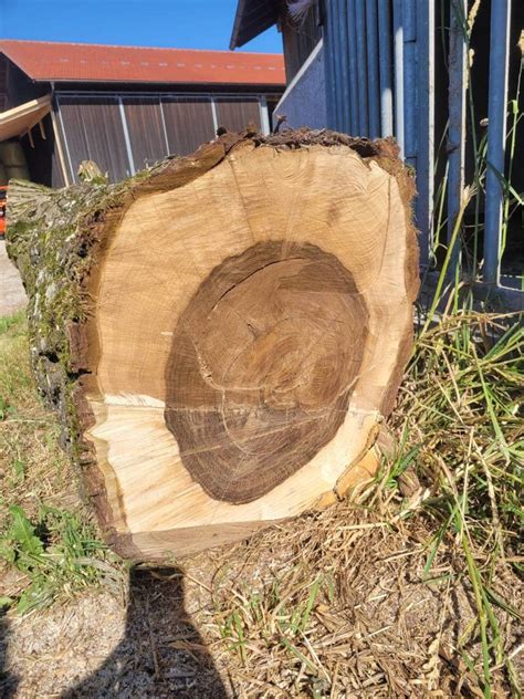 Rundholz Nussbaum Stamm Gebraucht Kaufen Landwirt