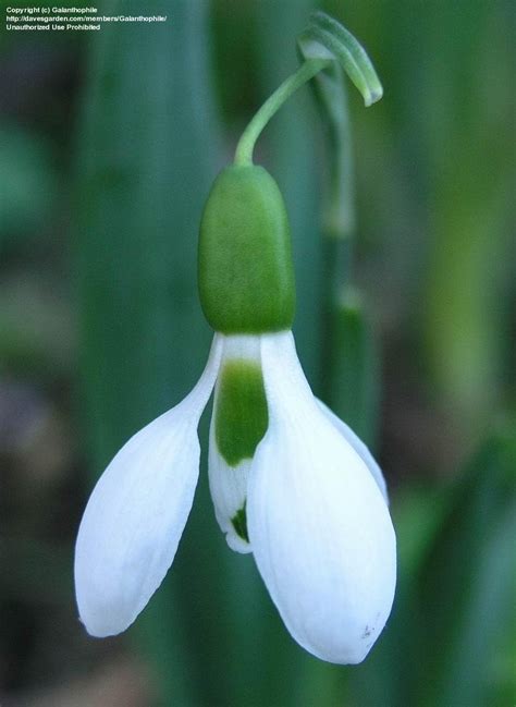 PlantFiles Pictures Galanthus Species Elwes S Snowdrop Giant