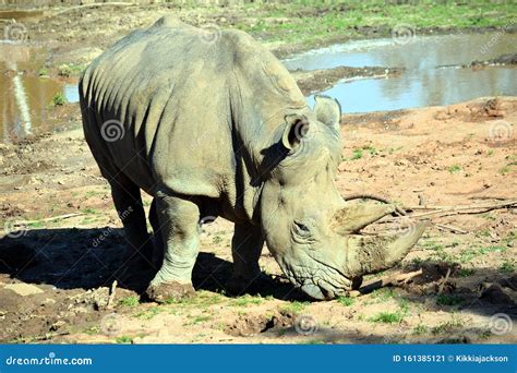 Eastern Black Rhino Diceros Bicornis Michaeli Eating Grass Stock Image ...