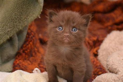 Brownie Kittens And Puppies Kittens Cutest Cute Cats