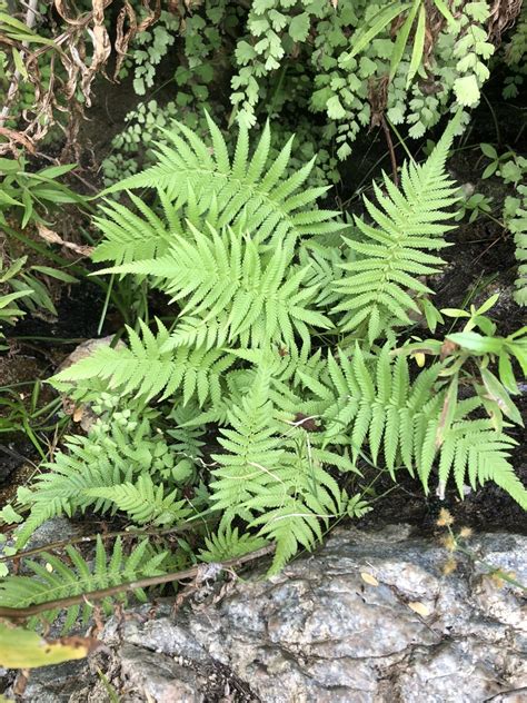 Sonoran Maiden Fern From La Paz Mx Bs Mx On October At