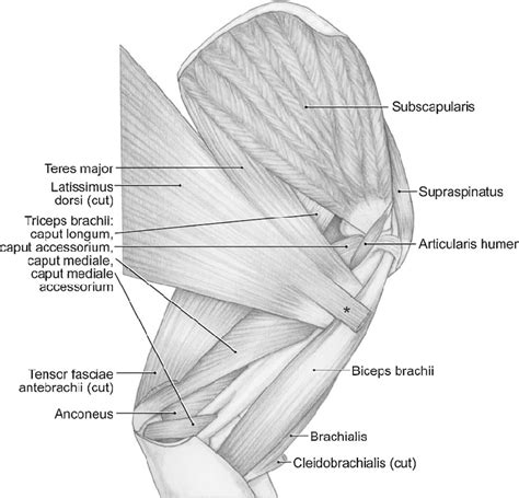 Medial View Of The Left Shoulder And Brachium In Leopardus Pardalis