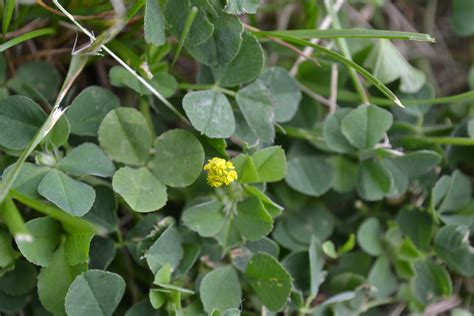 Black Medic is a broadleaf weed that grows in patches along the ground