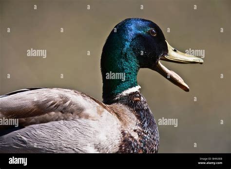 Mallard Duck Male With His Beak Open Stock Photo Royalty Free Image