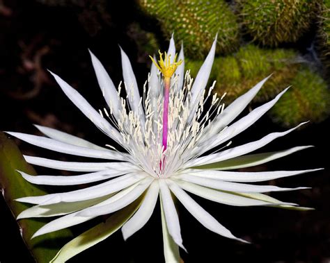 flowers for flower lovers.: White cactus flowers images.