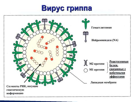 Грипп и острые респираторные вирусные инфекции - online presentation