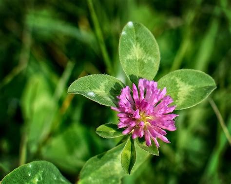 Klee Trifolium Wiesenblume Kostenloses Foto Auf Pixabay